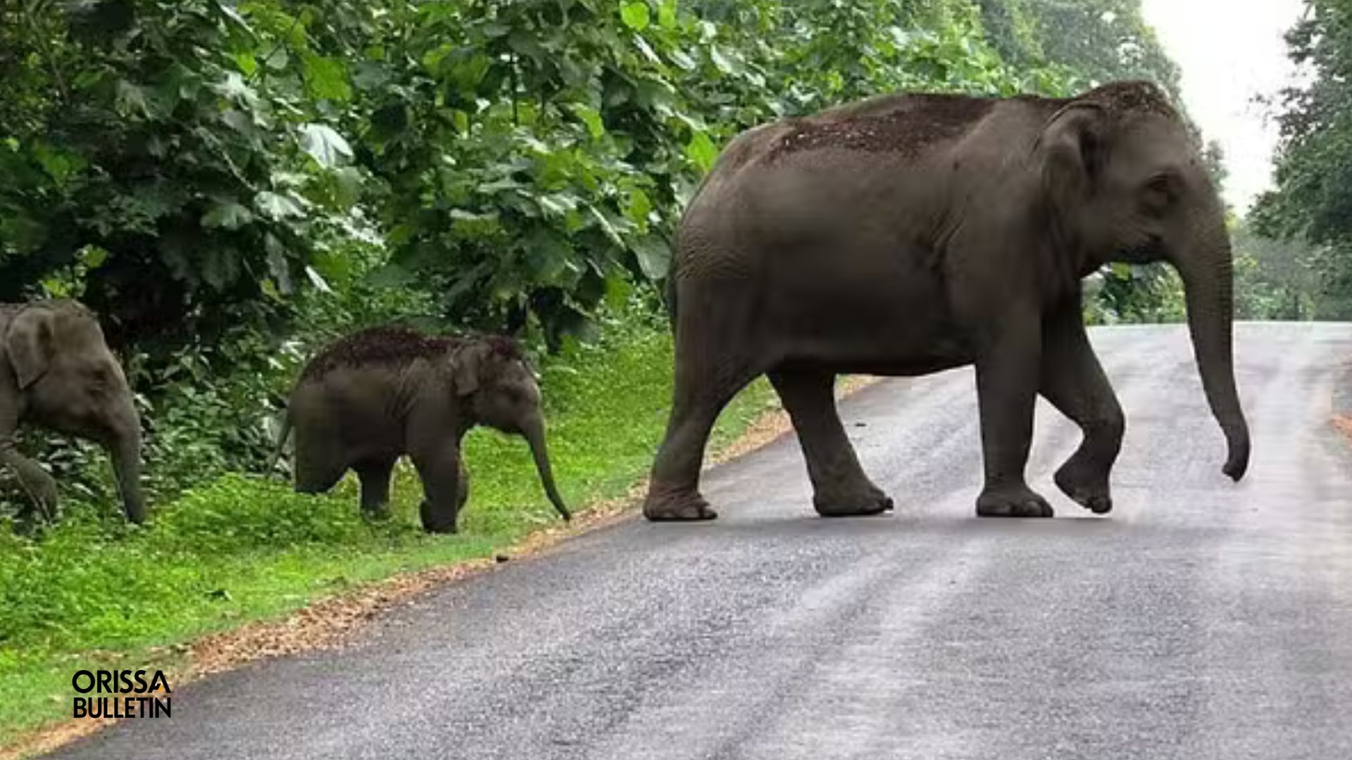 Elephants