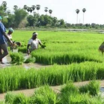 CM Kisan Yojana