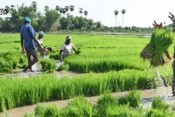 CM Kisan Yojana: Over ₹1,000 Crore Credited to 50 Lakh Farmers Across Odisha CM Kisan Yojana